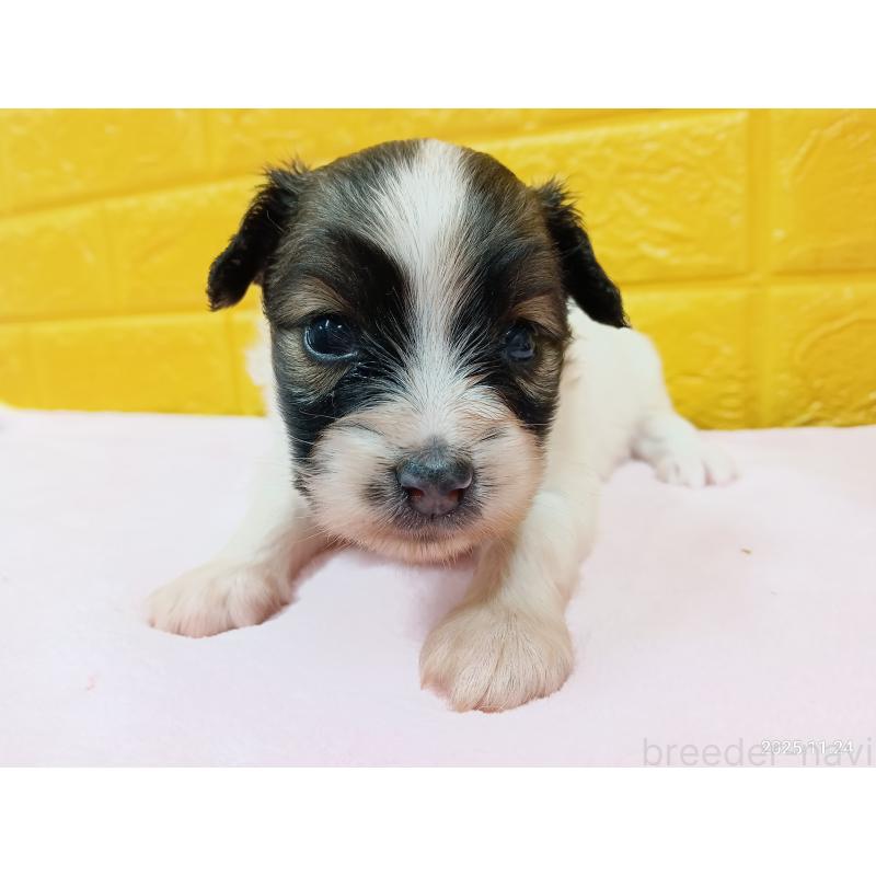 販売中の千葉県のパピヨン-423097の24枚目