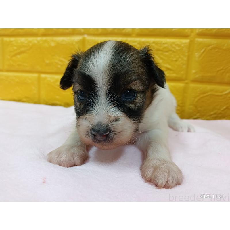 販売中の千葉県のパピヨン-423097の23枚目