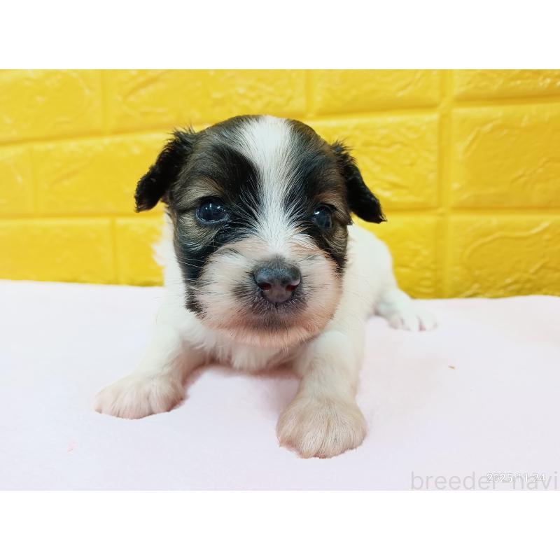 販売中の千葉県のパピヨン-423097の22枚目