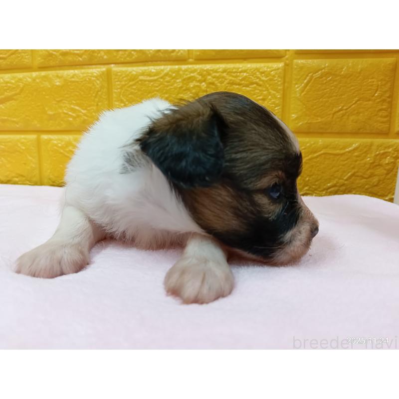 販売中の千葉県のパピヨン-423097の21枚目