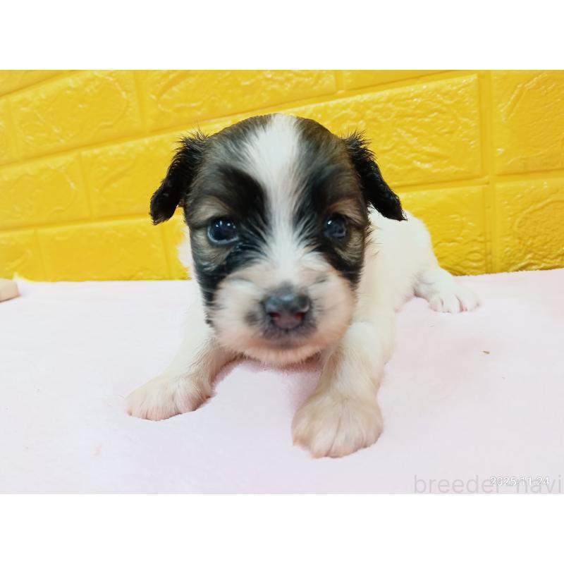 販売中の千葉県のパピヨン-423097の20枚目