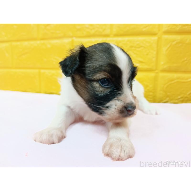 販売中の千葉県のパピヨン-423097の19枚目