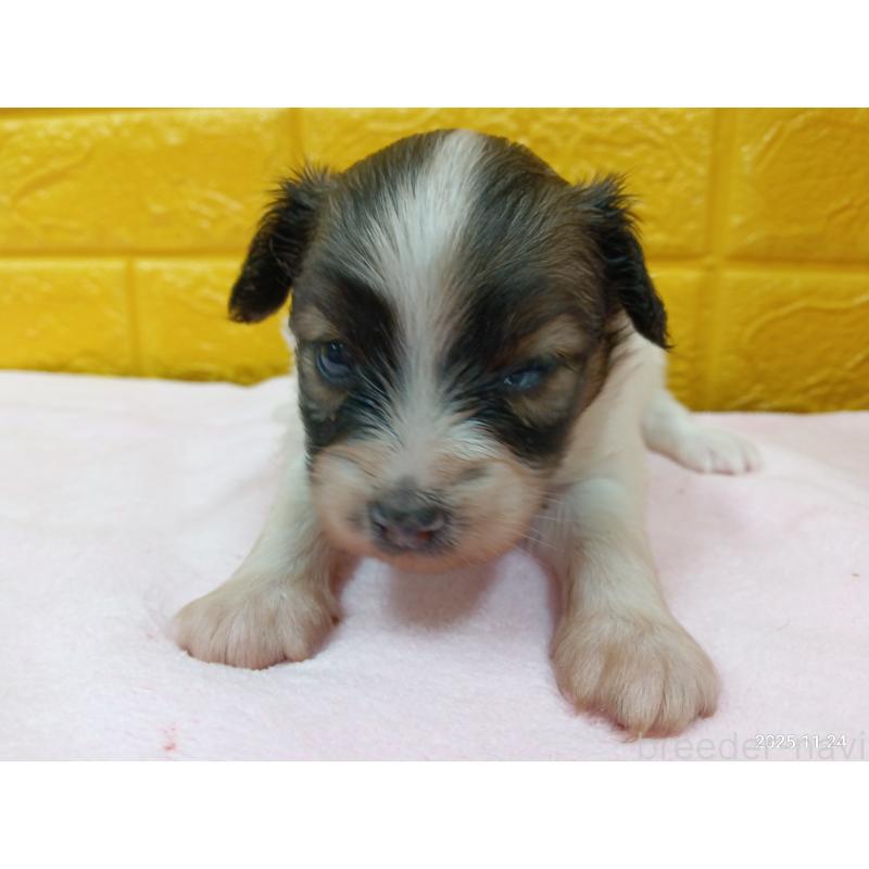 販売中の千葉県のパピヨン-423097の18枚目