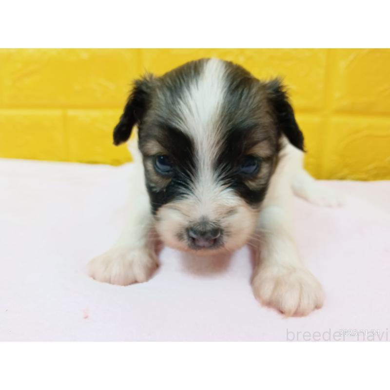 販売中の千葉県のパピヨン-423097の17枚目