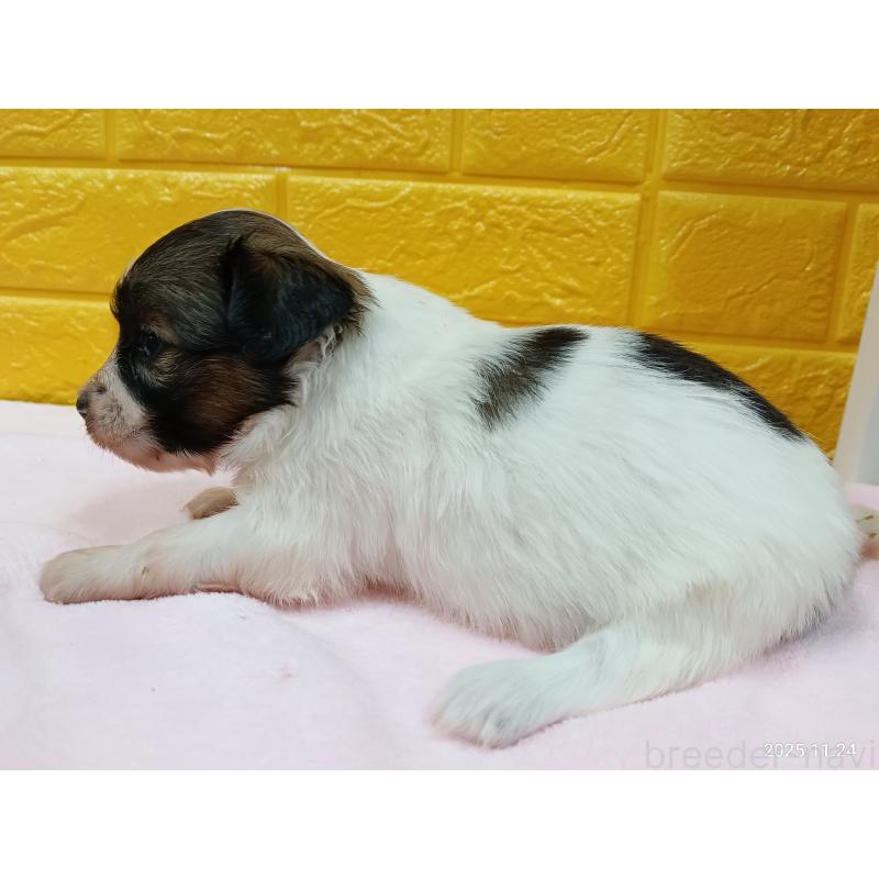 販売中の千葉県のパピヨン-423097の16枚目