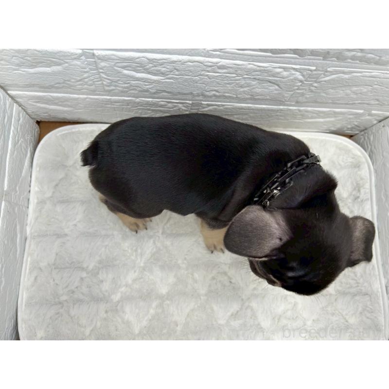 販売中の茨城県のフレンチブルドッグ-432059の8枚目