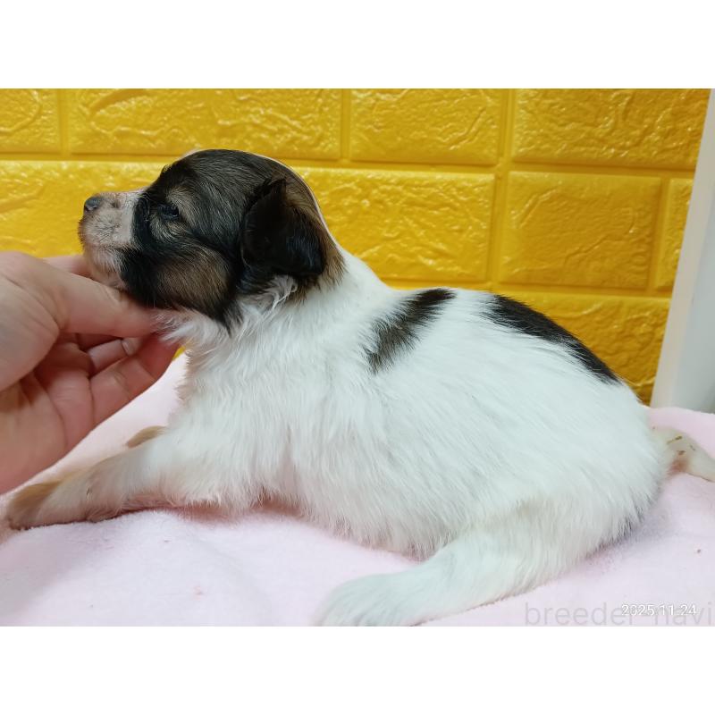 販売中の千葉県のパピヨン-423097の15枚目