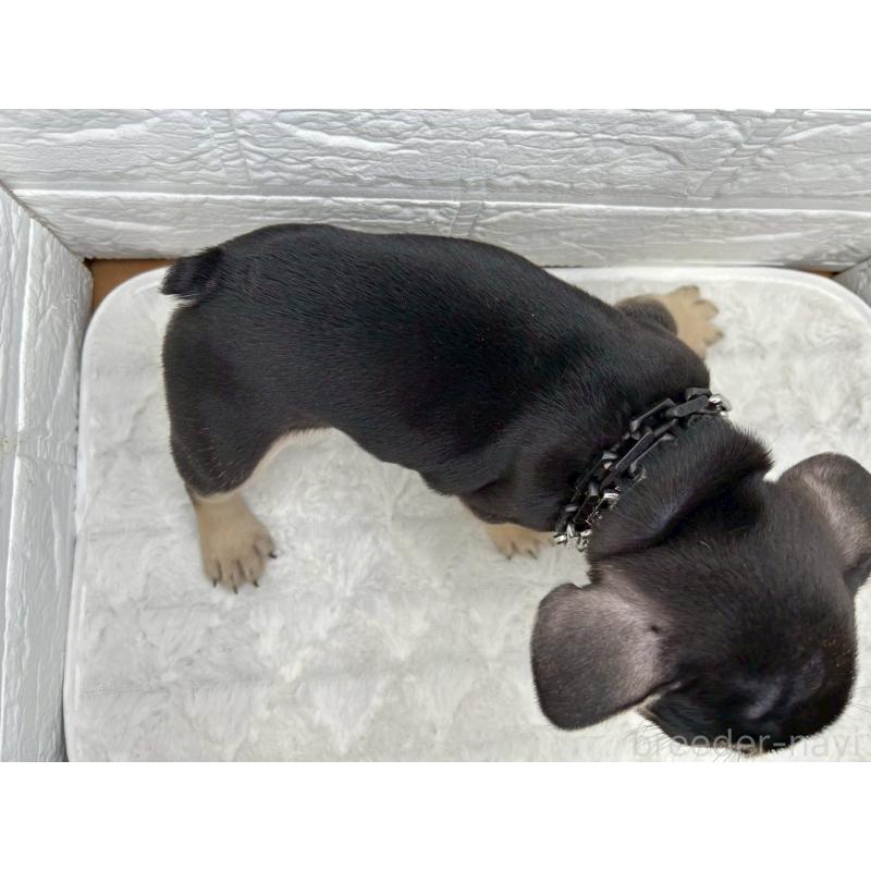 販売中の茨城県のフレンチブルドッグ-432059の7枚目