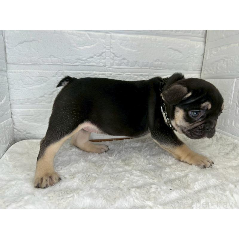 販売中の茨城県のフレンチブルドッグ-432059の6枚目