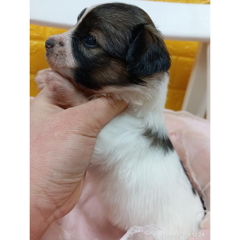 販売中の千葉県のパピヨン-423097の13枚目