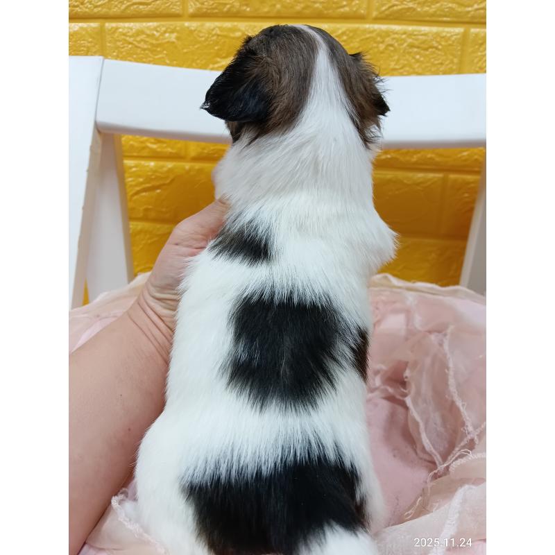 販売中の千葉県のパピヨン-423097の12枚目