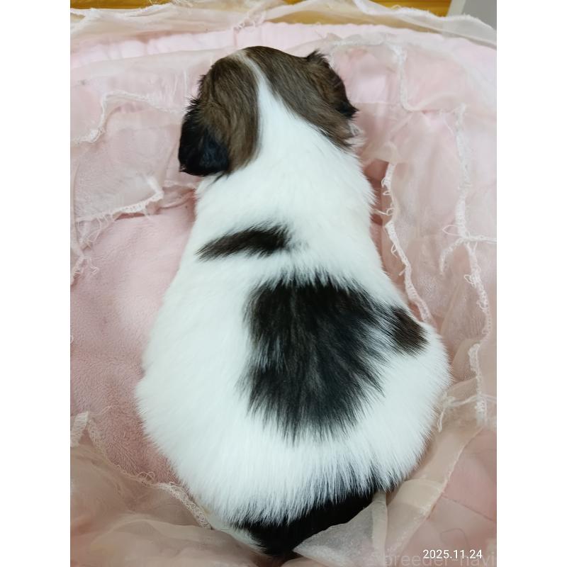 販売中の千葉県のパピヨン-423097の10枚目