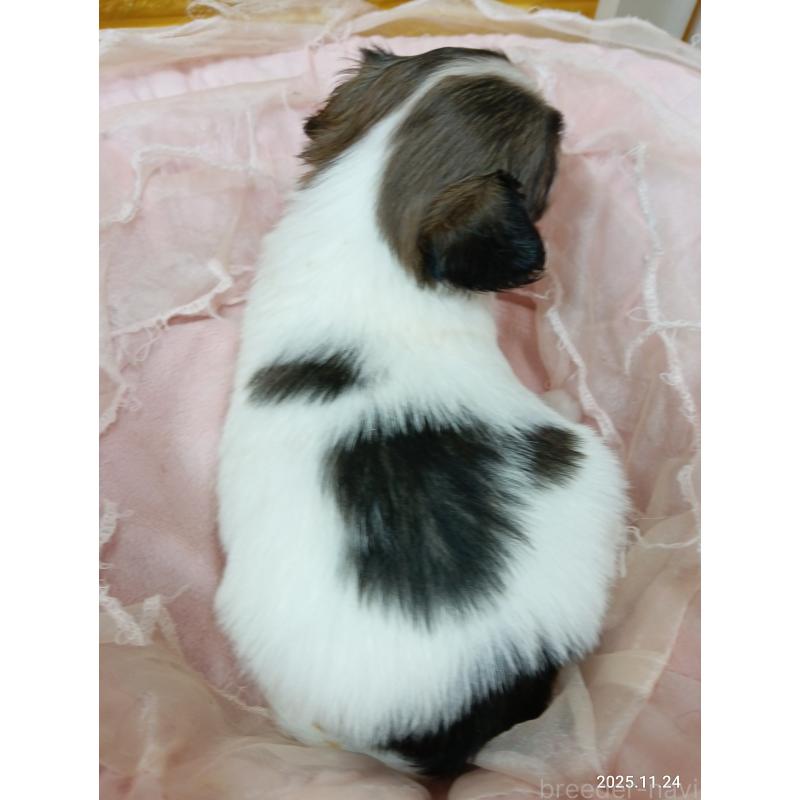 販売中の千葉県のパピヨン-423097の9枚目