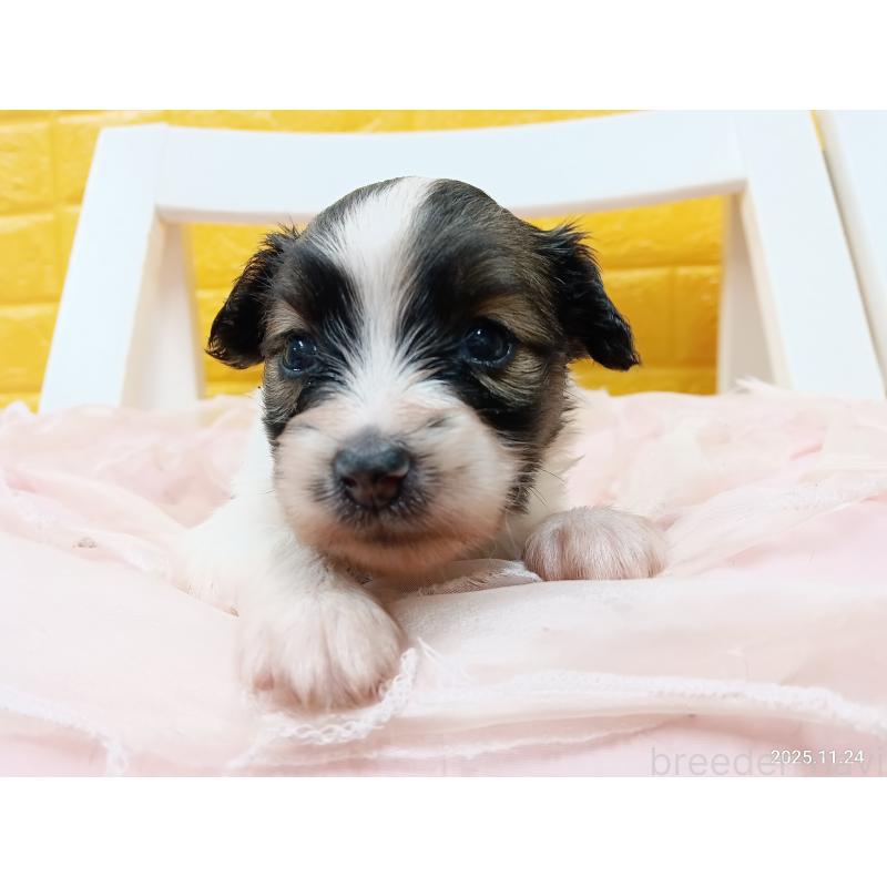 販売中の千葉県のパピヨン-423097の7枚目