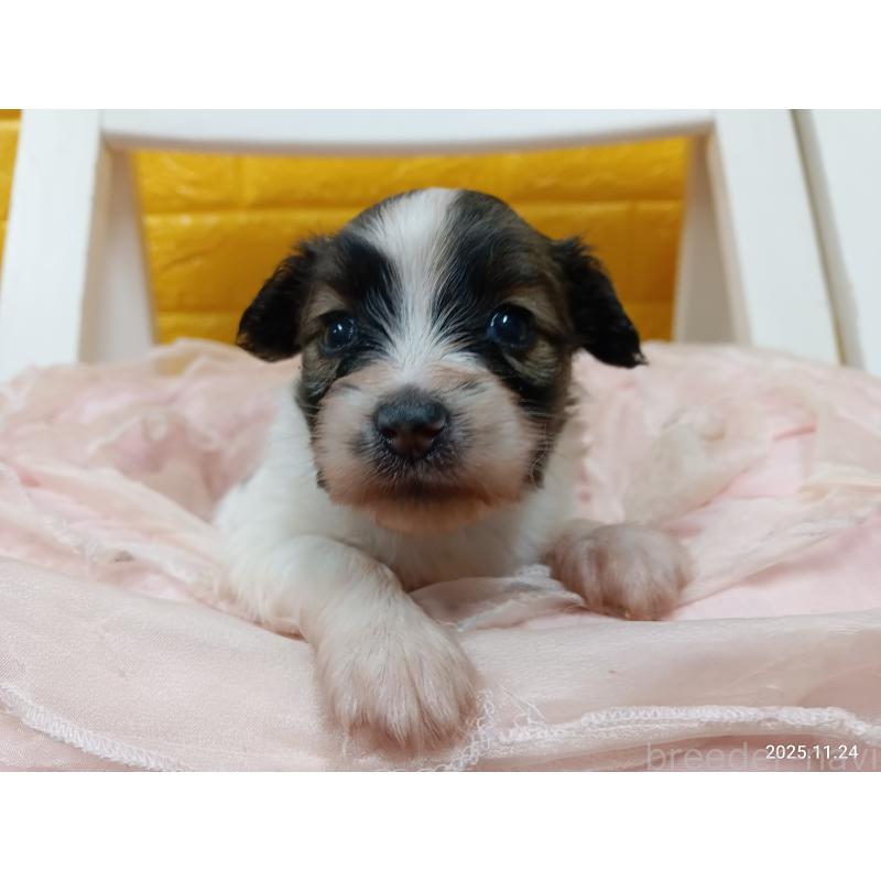 販売中の千葉県のパピヨン-423097の6枚目