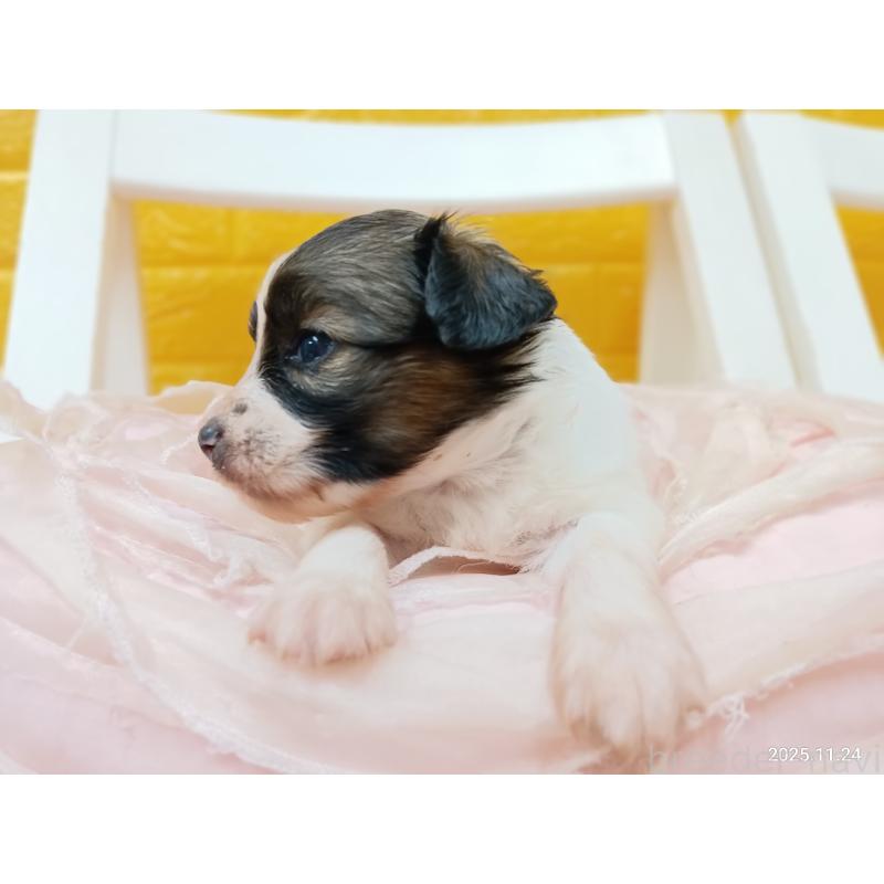 販売中の千葉県のパピヨン-423097の5枚目