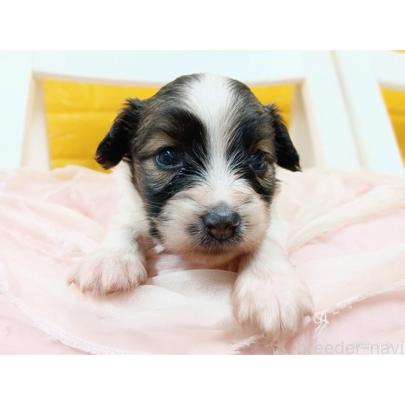 販売中の千葉県のパピヨン-423097の4枚目