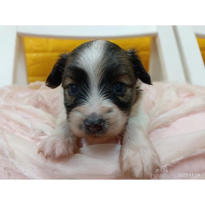 販売中の千葉県のパピヨン-423097の3枚目