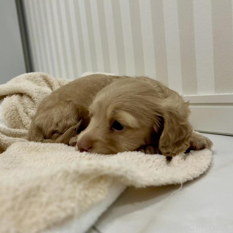 販売中の岐阜県のミニチュアダックスフンド(ロングヘアード)-432058の6枚目