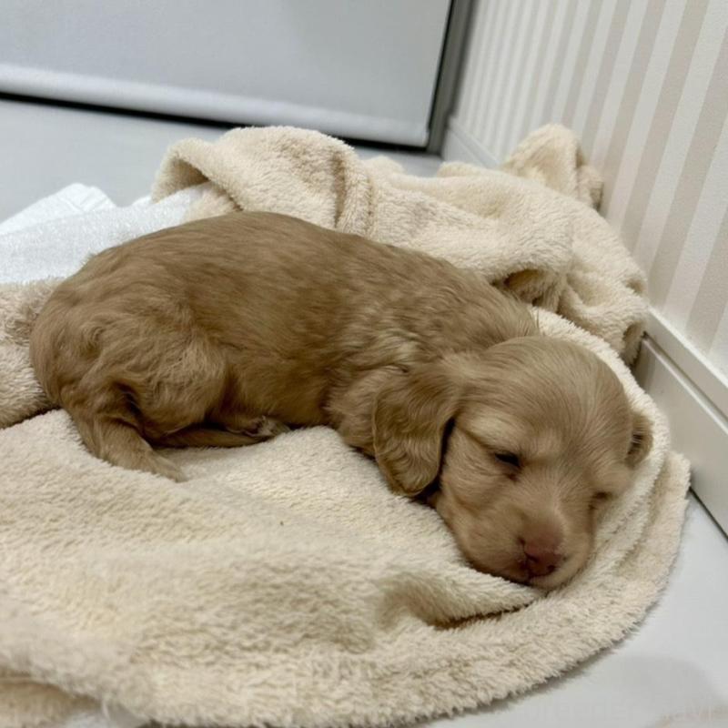 販売中の岐阜県のミニチュアダックスフンド(ロングヘアード)-432058の5枚目