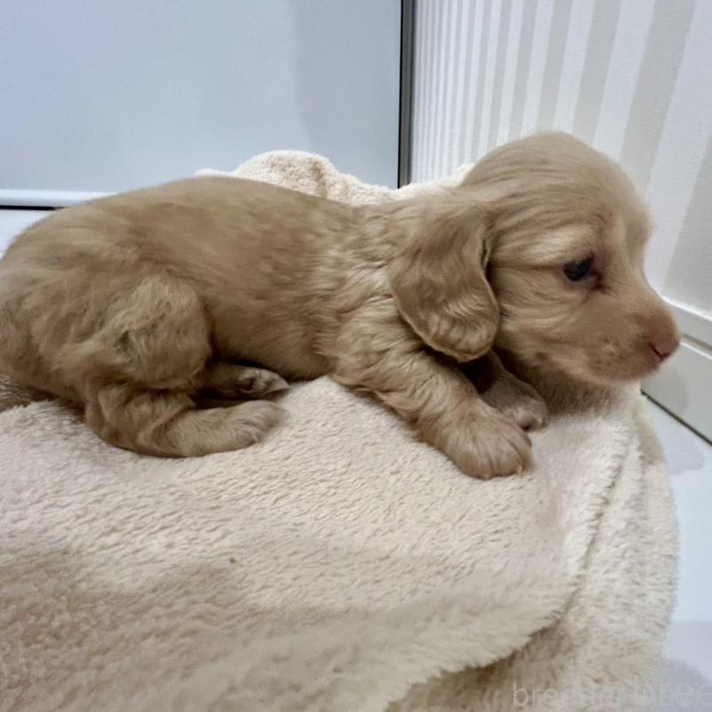 販売中の岐阜県のミニチュアダックスフンド(ロングヘアード)-432058の4枚目