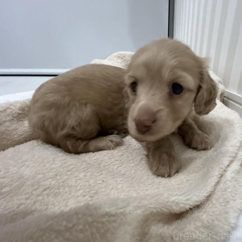 販売中の岐阜県のミニチュアダックスフンド(ロングヘアード)-432058の3枚目