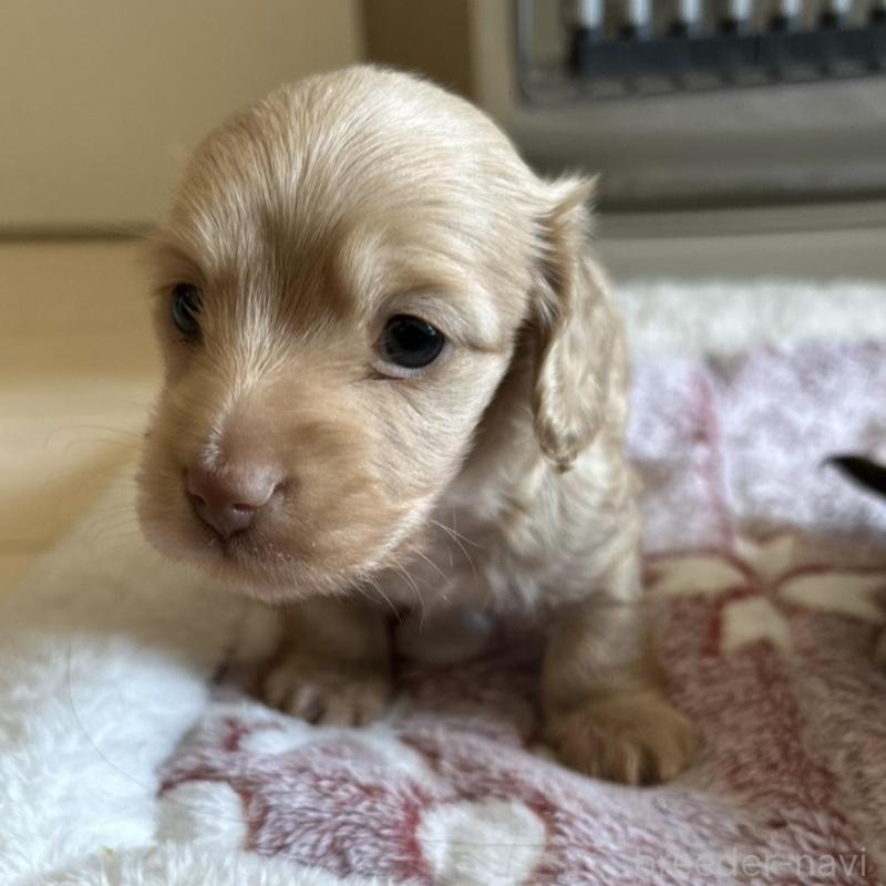 販売中の岐阜県のミニチュアダックスフンド(ロングヘアード)-432058の2枚目