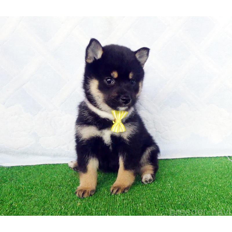 販売中の静岡県の豆柴-432060の7枚目