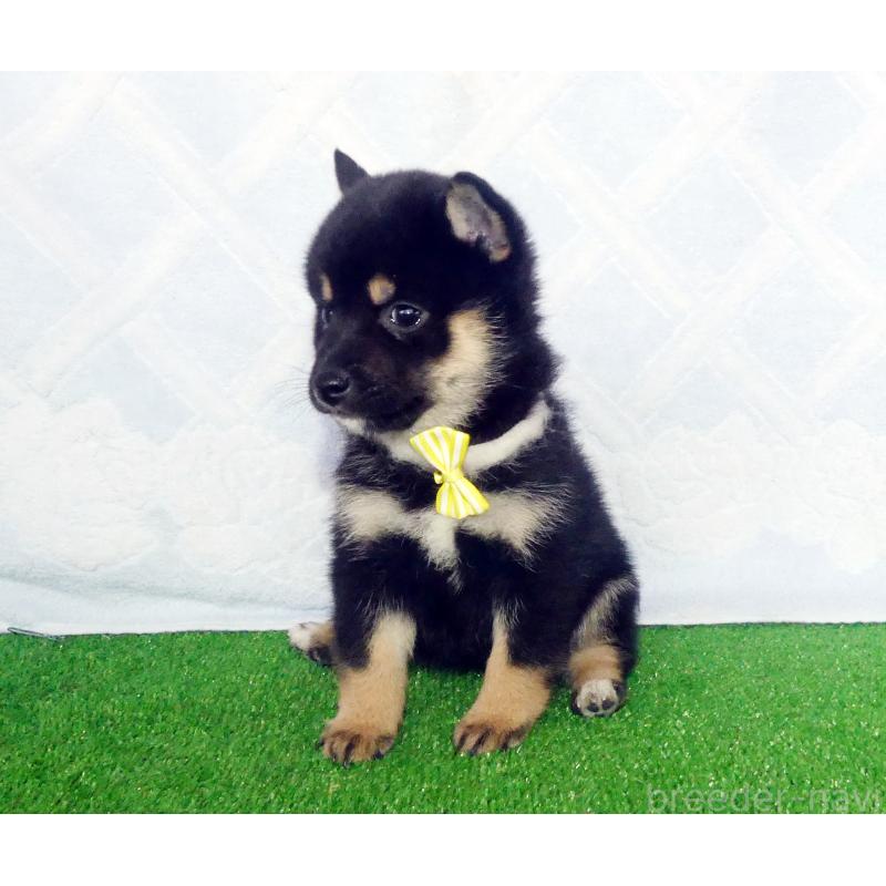 販売中の静岡県の豆柴-432060の6枚目