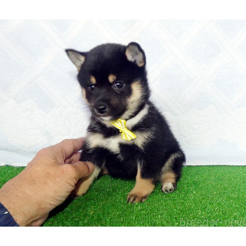 販売中の静岡県の豆柴-432060の5枚目