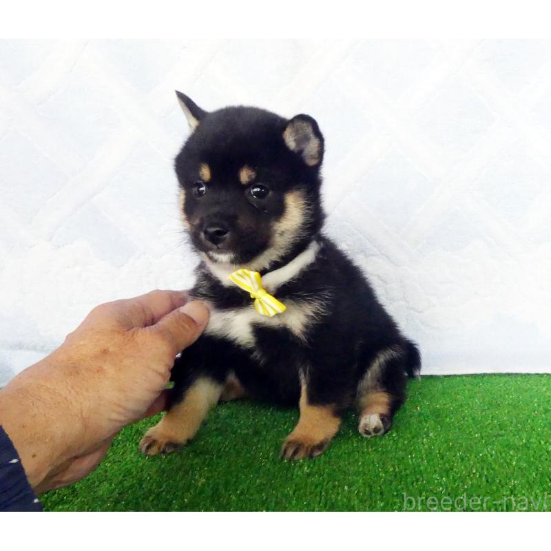 販売中の静岡県の豆柴-432060の4枚目