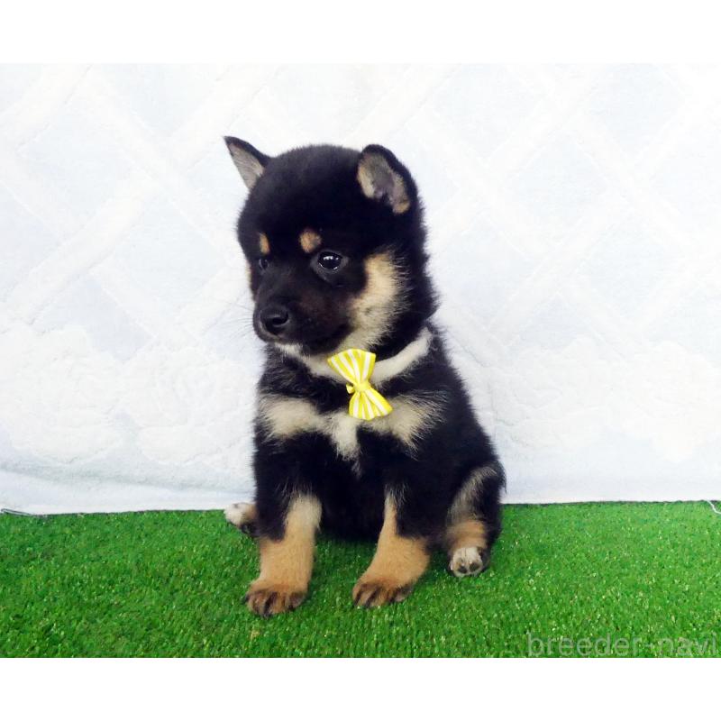 販売中の静岡県の豆柴-432060の3枚目