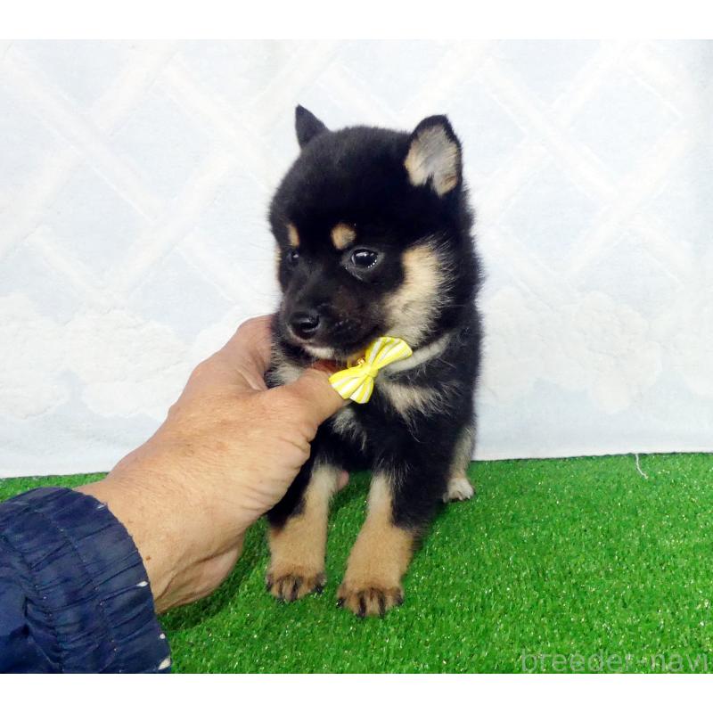 販売中の静岡県の豆柴-432060の2枚目