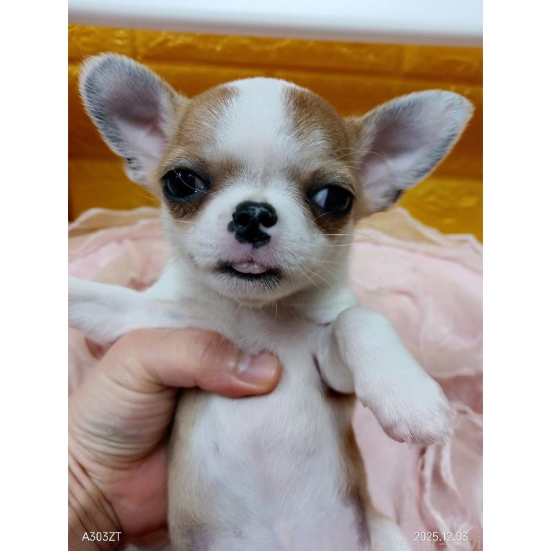 販売中の千葉県のチワワ(スムースコート)-420968の28枚目