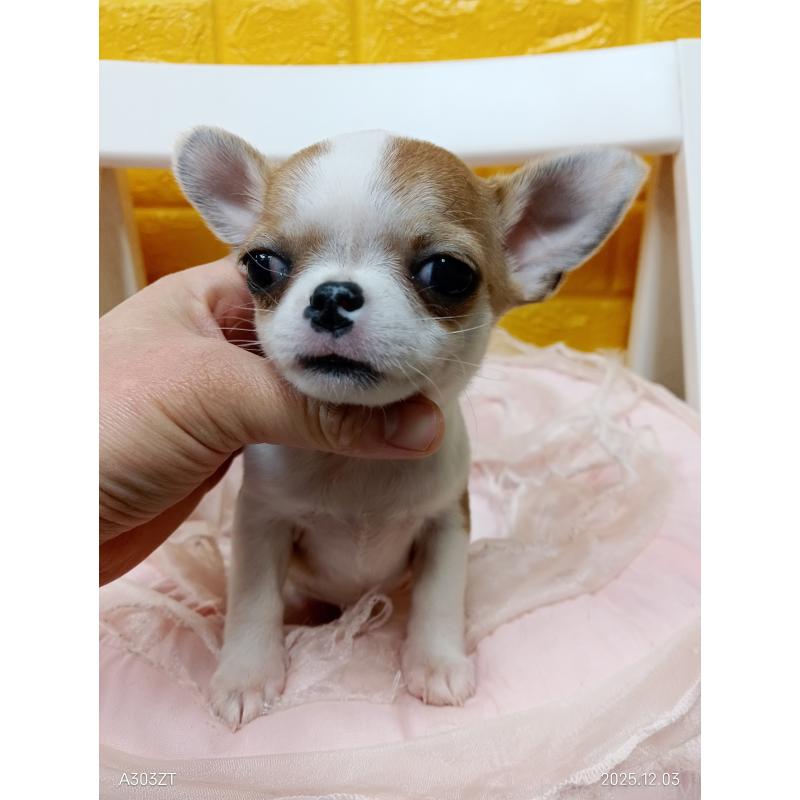 販売中の千葉県のチワワ(スムースコート)-420968の27枚目