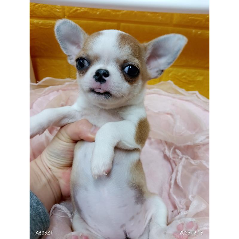 販売中の千葉県のチワワ(スムースコート)-420968の26枚目