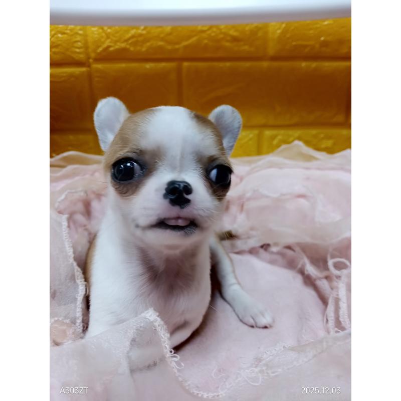 販売中の千葉県のチワワ(スムースコート)-420968の25枚目