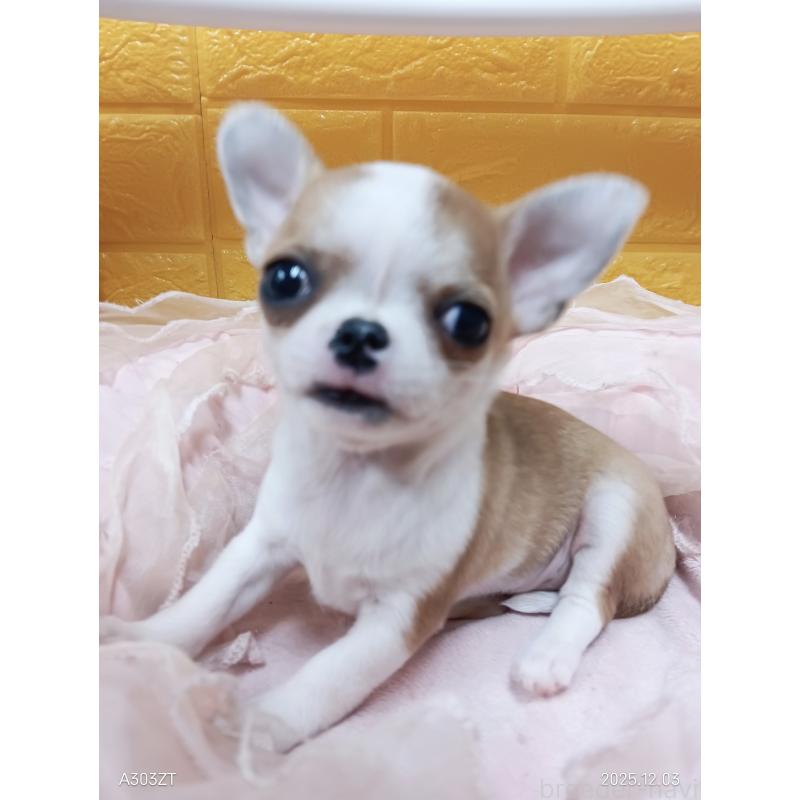 販売中の千葉県のチワワ(スムースコート)-420968の23枚目