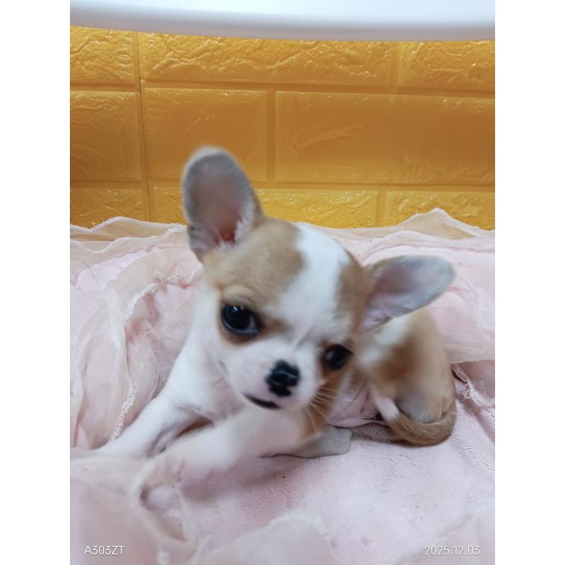販売中の千葉県のチワワ(スムースコート)-420968の22枚目