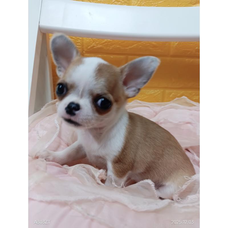 販売中の千葉県のチワワ(スムースコート)-420968の21枚目