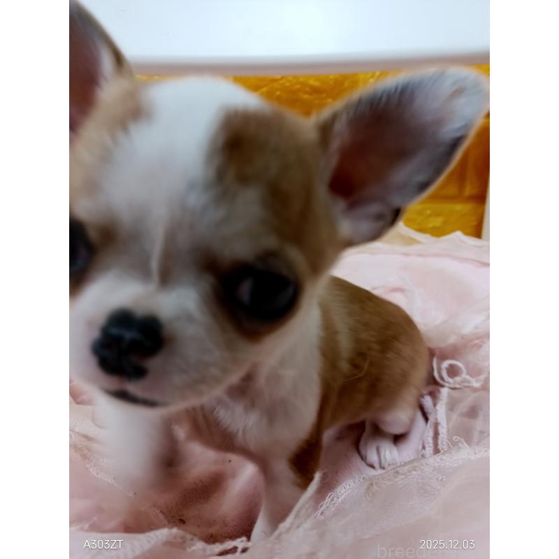販売中の千葉県のチワワ(スムースコート)-420968の19枚目