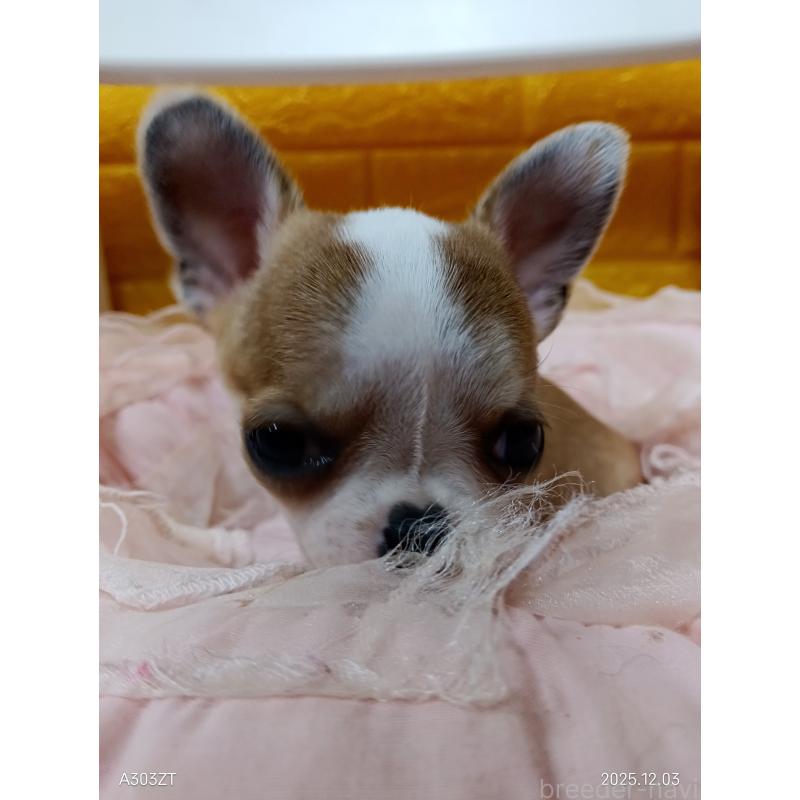 販売中の千葉県のチワワ(スムースコート)-420968の18枚目