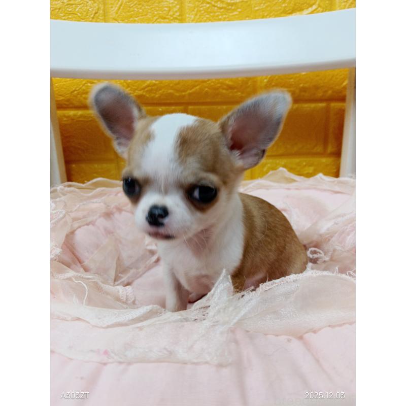 販売中の千葉県のチワワ(スムースコート)-420968の17枚目