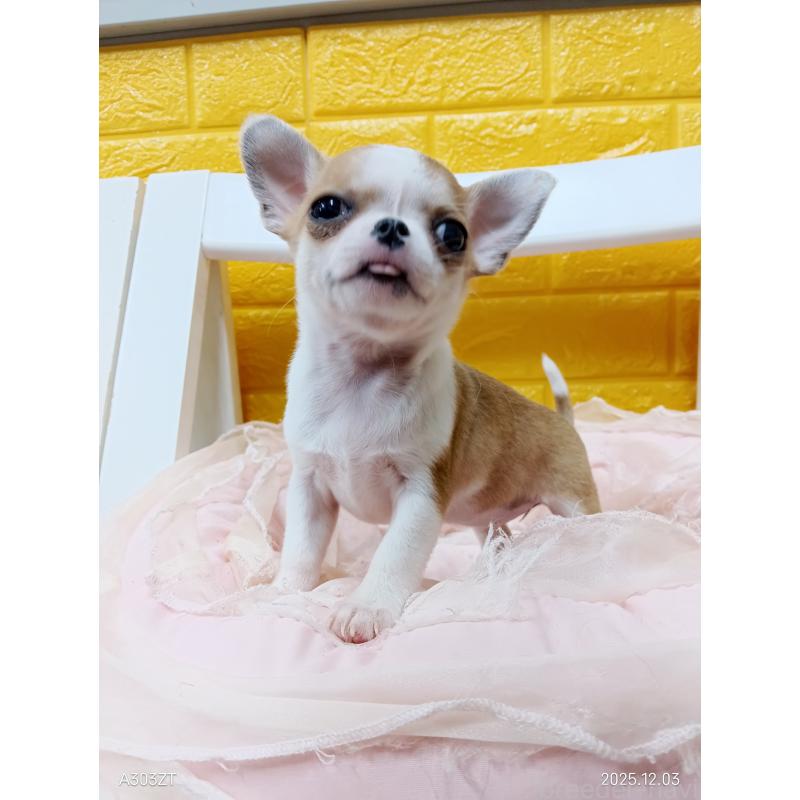 販売中の千葉県のチワワ(スムースコート)-420968の16枚目