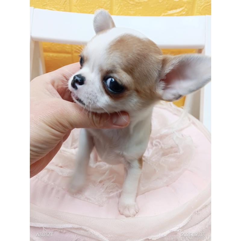販売中の千葉県のチワワ(スムースコート)-420968の15枚目