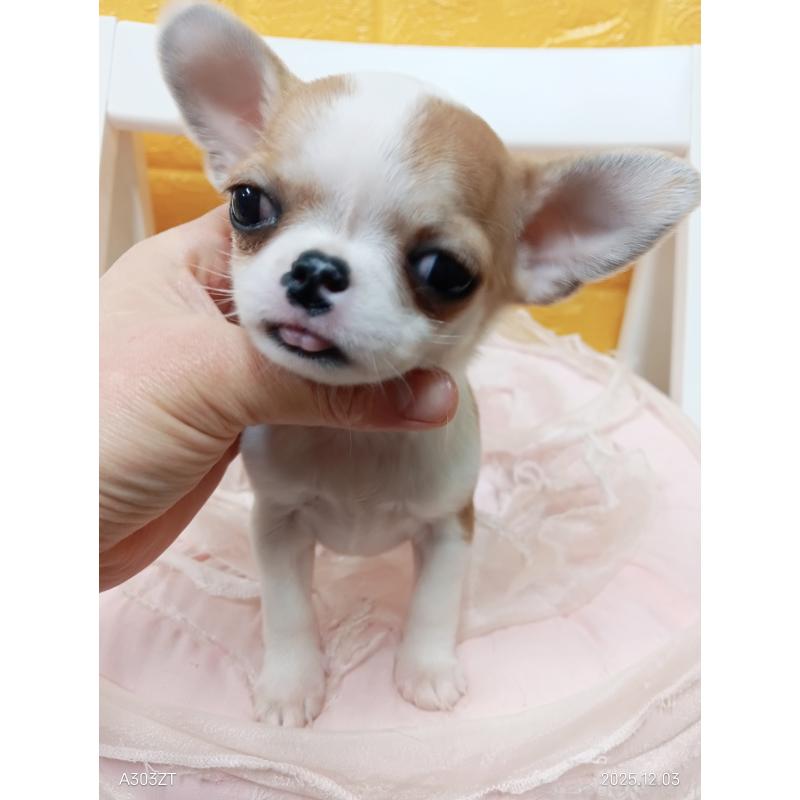 販売中の千葉県のチワワ(スムースコート)-420968の14枚目