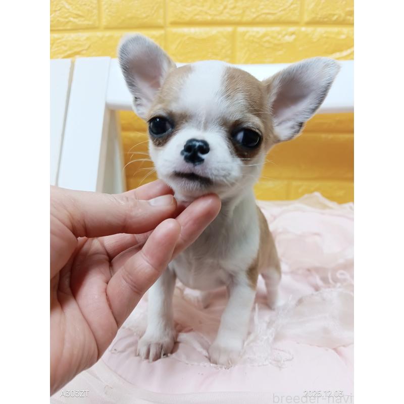 販売中の千葉県のチワワ(スムースコート)-420968の11枚目