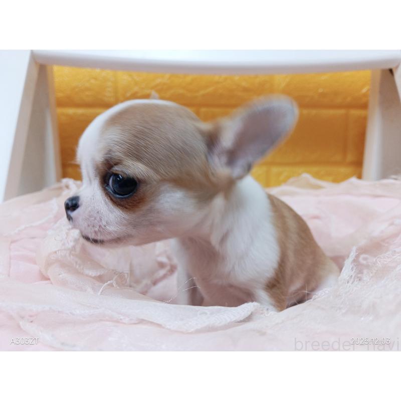 販売中の千葉県のチワワ(スムースコート)-420968の10枚目