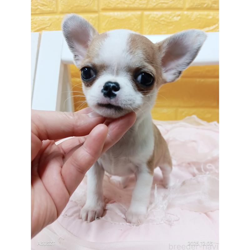 販売中の千葉県のチワワ(スムースコート)-420968の9枚目