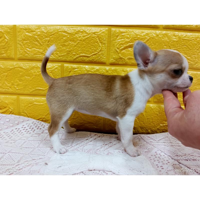 販売中の千葉県のチワワ(スムースコート)-420968の8枚目